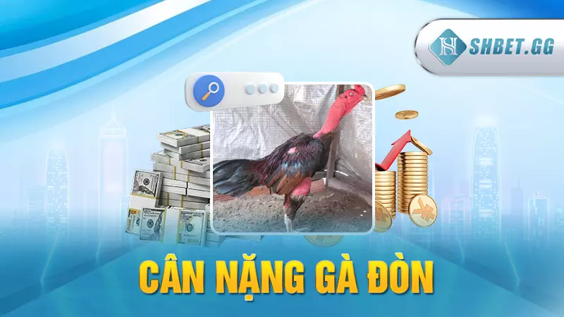 Đá gà đòn kịch tính - Cập nhật thuật ngữ kê trường 5 Cân nặng gà đòn